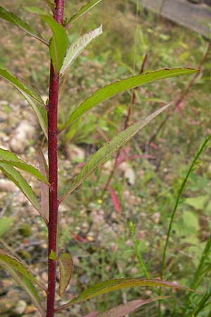 Oenothera angustissima \ Schmalblttrige Nachtkerze, D Frankfurt-Louisa 14.7.2012