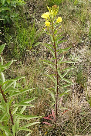 Oenothera angustissima \ Schmalblttrige Nachtkerze / Red-Tips Evening Primrose, D Frankfurt-Louisa 14.7.2012