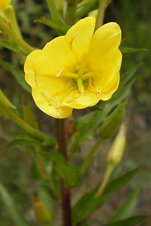 Oenothera angustissima \ Schmalblttrige Nachtkerze / Red-Tips Evening Primrose, D Frankfurt-Louisa 14.7.2012