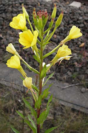 Oenothera angustissima \ Schmalblttrige Nachtkerze, D Frankfurt-Louisa 14.7.2012