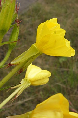 Oenothera angustissima \ Schmalblttrige Nachtkerze, D Frankfurt-Louisa 14.7.2012