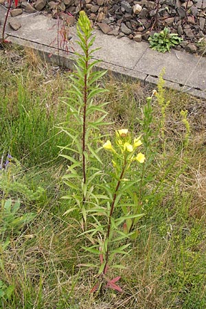 Oenothera angustissima \ Schmalblttrige Nachtkerze / Red-Tips Evening Primrose, D Frankfurt-Louisa 14.7.2012