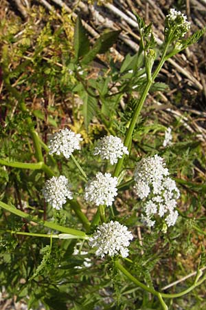 Oenanthe aquatica \ Groer Wasserfenchel, Pferdesaat / Fine-Leaved Water Dropwort, D Lampertheim 10.7.2013