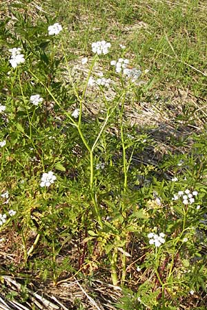 Oenanthe aquatica \ Groer Wasserfenchel, Pferdesaat / Fine-Leaved Water Dropwort, D Lampertheim 10.7.2013