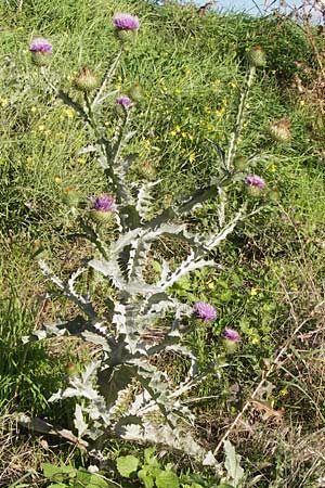 Onopordum acanthium / Cotton Thistle, D Mannheim 13.10.2013