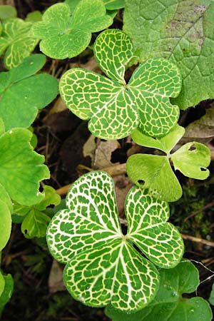 Oxalis acetosella \ Wald-Sauerklee / Wood Sorrel, D Odenwald, Waldbrunn 9.5.2014