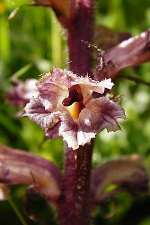 Orobanche amethystea \ Amethyst-Sommerwurz / Seaholly Broomrape, D Ketsch 16.5.2014