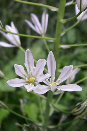 Ornithogalum brevistylum \ Kurzgriffeliger Milchstern / Pyramidal Star of Bethlehem, D Weinheim an der Bergstraße 17.6.2008