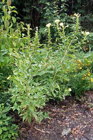 Oenothera biennis / Common Evening Primrose, D Schwetzingen 14.7.2011