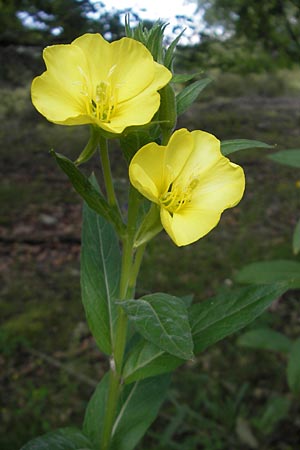 Oenothera biennis \ Gewhnliche Nachtkerze, D Schwetzingen 14.7.2011