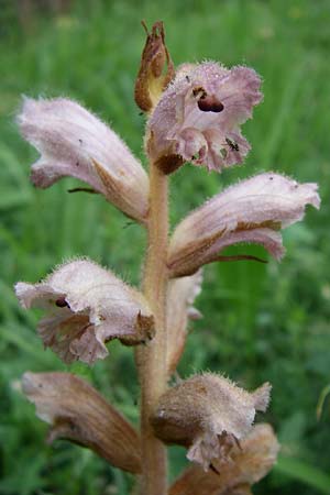 Orobanche caryophyllacea \ Labkraut-Sommerwurz, Nelken-Sommerwurz, D Zeutern 29.5.2008