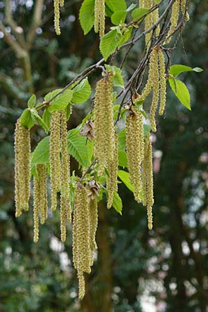 Ostrya carpinifolia / Hop Hornbeam, D Weinheim an der Bergstraße 27.4.2012