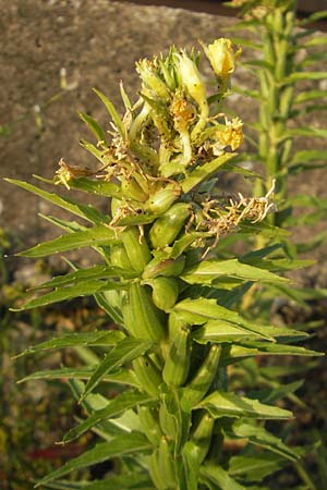 Oenothera oakesiana \ Ksten-Nachtkerze, Sand-Nachtkerze, D Mannheim 8.7.2011