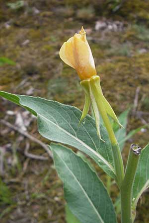 Oenothera canovirens \ Renners Nachtkerze, Graugrne Nachtkerze, D Schwetzingen 14.7.2011