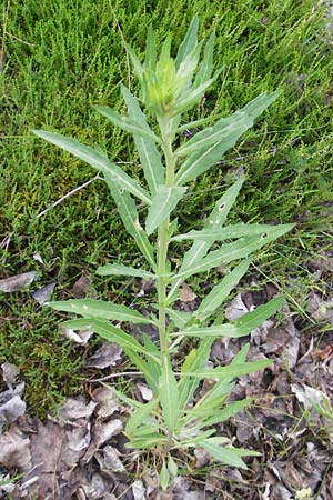 Oenothera oakesiana \ Ksten-Nachtkerze, Sand-Nachtkerze, D Schwetzingen 14.7.2011