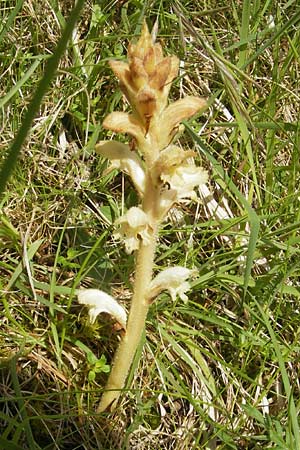 Orobanche caryophyllacea \ Labkraut-Sommerwurz, Nelken-Sommerwurz, D Solnhofen 5.6.2012