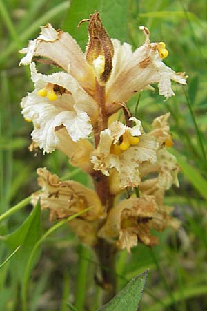 Orobanche teucrii ? \ Gamander-Sommerwurz / Germander Broomrape, D Neuburg an der Donau 7.6.2012