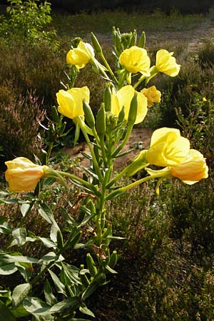 Oenothera spec4 ? / Evening Primrose, D Mannheim-Pfingstberg 31.7.2014