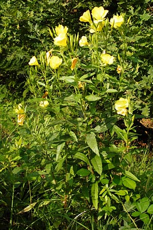 Oenothera spec4 ? \ Nachtkerze, D Mannheim-Pfingstberg 31.7.2014