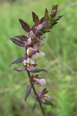 Odontites vulgaris \ Spter Zahntrost, Gewhnlicher Zahntrost, D Ortenberg 26.8.2006