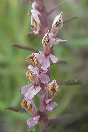 Odontites vulgaris \ Spter Zahntrost, Gewhnlicher Zahntrost / Red Bartsia, D Ortenberg 26.8.2006