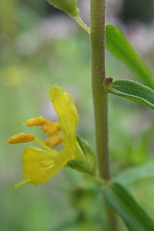 Odontites luteus \ Gelber Zahntrost / Yellow Bartsia, D Weinheim an der Bergstraße 24.7.2007