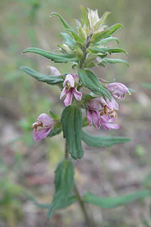 Odontites vulgaris \ Spter Zahntrost, Gewhnlicher Zahntrost, D Eisenberg 27.7.2007