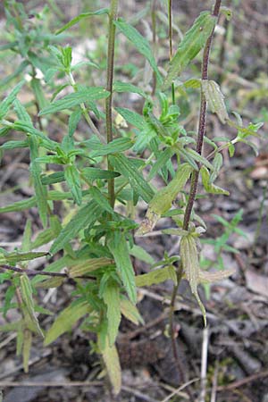 Odontites vulgaris \ Spter Zahntrost, Gewhnlicher Zahntrost / Red Bartsia, D Eisenberg 27.7.2007