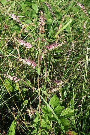 Odontites vulgaris \ Spter Zahntrost, Gewhnlicher Zahntrost / Red Bartsia, D Karlsruhe 18.8.2008