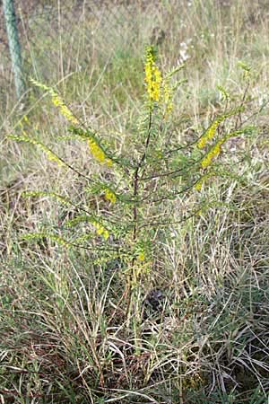 Odontites luteus, Yellow Bartsia