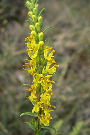 Odontites luteus \ Gelber Zahntrost / Yellow Bartsia, D Sandhausen 26.8.2008