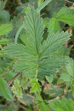 Agrimonia procera \ Wohlriechender Odermennig / Fragrant Agrimony, D Hanau 20.7.2009