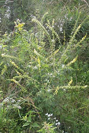 Agrimonia procera \ Wohlriechender Odermennig / Fragrant Agrimony, D Hanau 20.7.2009