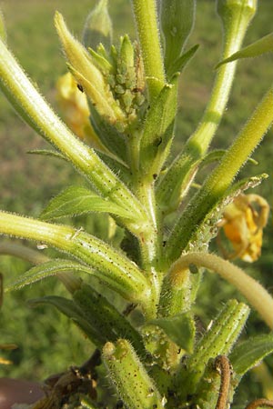 Oenothera fallax \ Tuschende Nachtkerze / Intermediate Evening Primrose, D Mannheim 11.7.2011