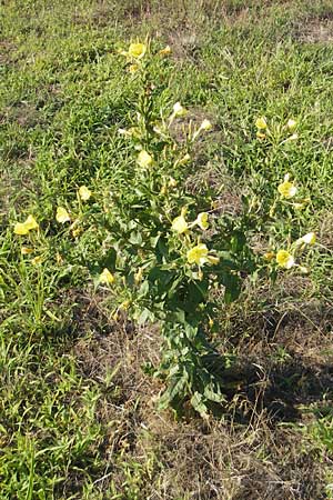 Oenothera fallax \ Tuschende Nachtkerze, D Mannheim 12.7.2011