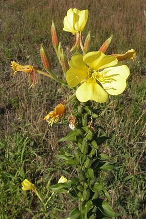 Oenothera fallax \ Tuschende Nachtkerze / Intermediate Evening Primrose, D Mannheim 12.7.2011