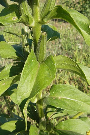 Oenothera fallax \ Tuschende Nachtkerze / Intermediate Evening Primrose, D Mannheim 12.7.2011