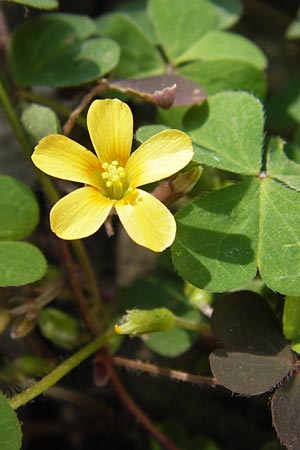 Oxalis dillenii \ Dillenius' Sauerklee / Dillenius' Sorrel, D Mannheim 19.10.2013