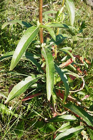 Oenothera drawertii \ Drawerts Nachtkerze / Drawert's Evening Primrose, D Graben-Neudorf 15.7.2014