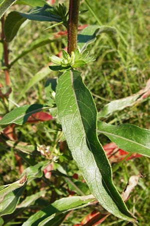 Oenothera drawertii \ Drawerts Nachtkerze, D Graben-Neudorf 15.7.2014