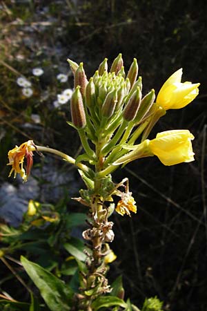 Oenothera fallax \ Tuschende Nachtkerze, D Graben-Neudorf 19.7.2014