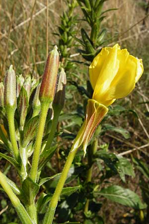 Oenothera fallax \ Tuschende Nachtkerze / Intermediate Evening Primrose, D Graben-Neudorf 19.7.2014