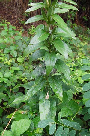 Oenothera fallax \ Tuschende Nachtkerze / Intermediate Evening Primrose, D Graben-Neudorf 21.7.2014