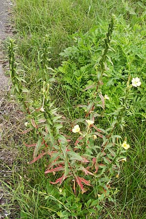 Oenothera drawertii \ Drawerts Nachtkerze / Drawert's Evening Primrose, D Graben-Neudorf 28.7.2014