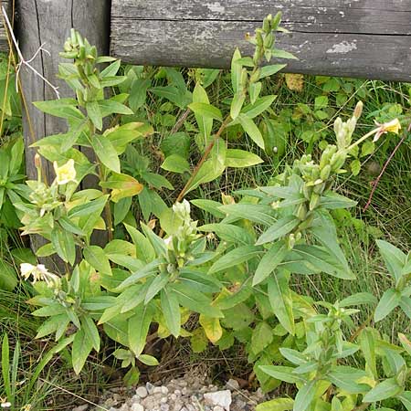 Oenothera fallax \ Tuschende Nachtkerze / Intermediate Evening Primrose, D Graben-Neudorf 28.7.2014