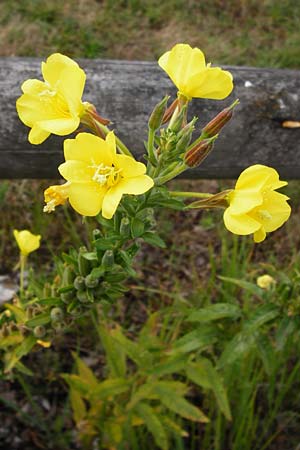 Oenothera fallax ? \ Tuschende Nachtkerze, D Hanau 3.8.2014