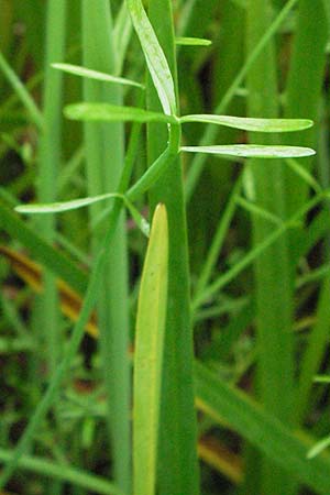 Oenanthe fistulosa \ Rhriger Wasserfenchel, Rhrige Pferdesaat / Tubular Water Dropwort, D Botan. Gar.  Universit.  Heidelberg 30.6.2007