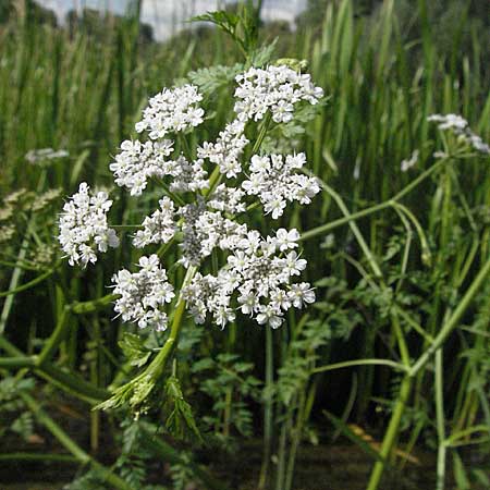 Oenanthe aquatica \ Groer Wasserfenchel, Pferdesaat / Fine-Leaved Water Dropwort, D Hemsbach 9.7.2007