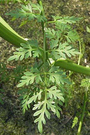 Oenanthe aquatica \ Groer Wasserfenchel, Pferdesaat / Fine-Leaved Water Dropwort, D Hemsbach 9.7.2007