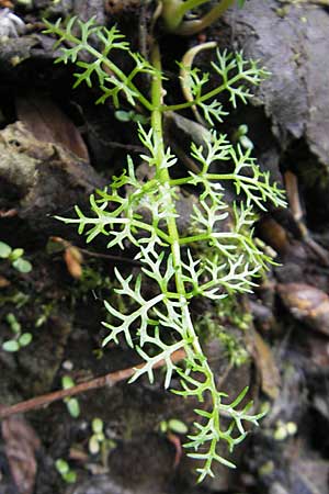 Oenanthe aquatica / Fine-Leaved Water Dropwort, D Hemsbach 13.5.2009